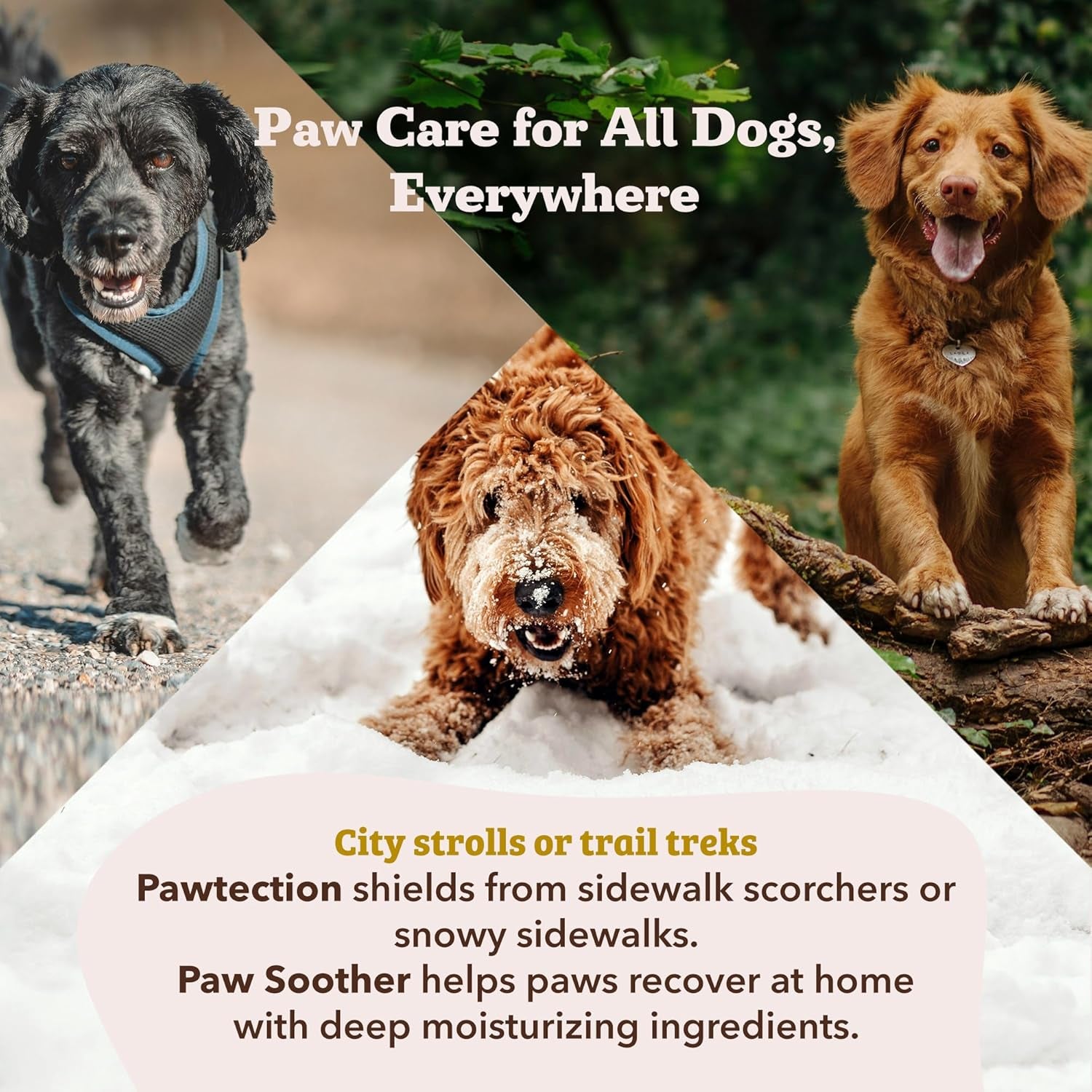 Protection des pattes de chien au beurre de karité et au calendula